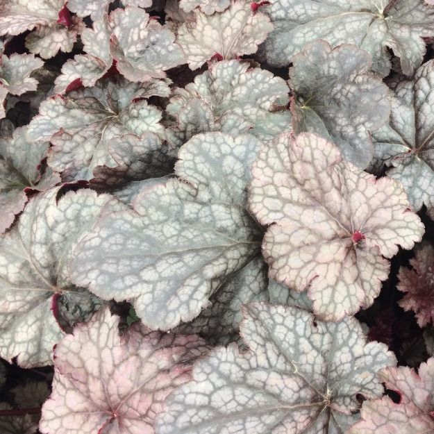 Picture of Heuchera x 'Plum Pudding' #4Q
