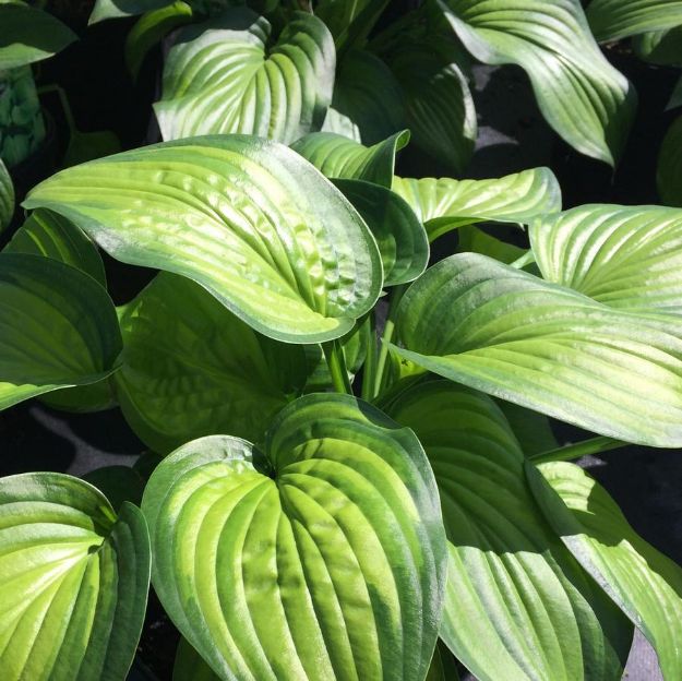 Picture of Hosta 'Guacamole' #4Q