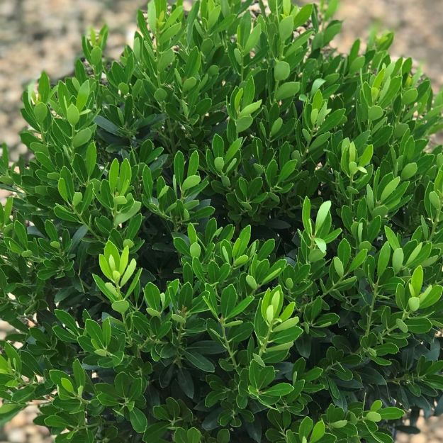 Picture of Ilex glabra 'Shamrock' #7