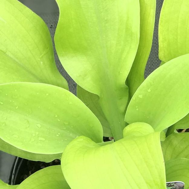 Picture of Hosta 'Sum & Substance' #4Q