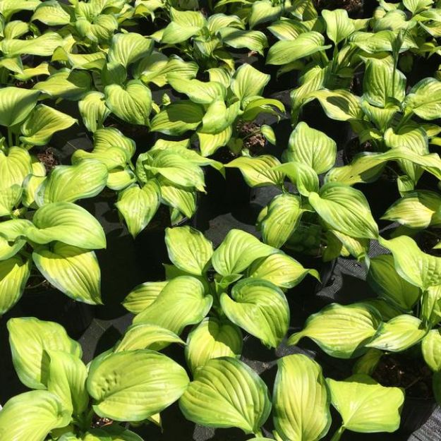Picture of Hosta 'Stained Glass' #4Q