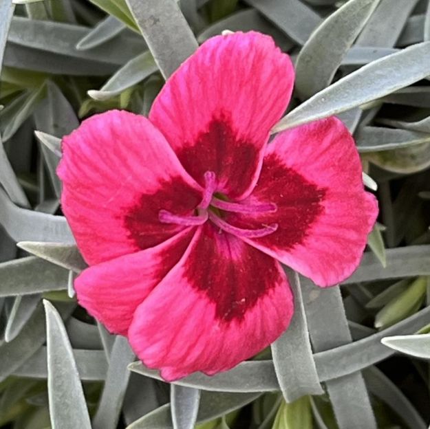 Picture of Dianthus Eastern Star PP14437 #4Q