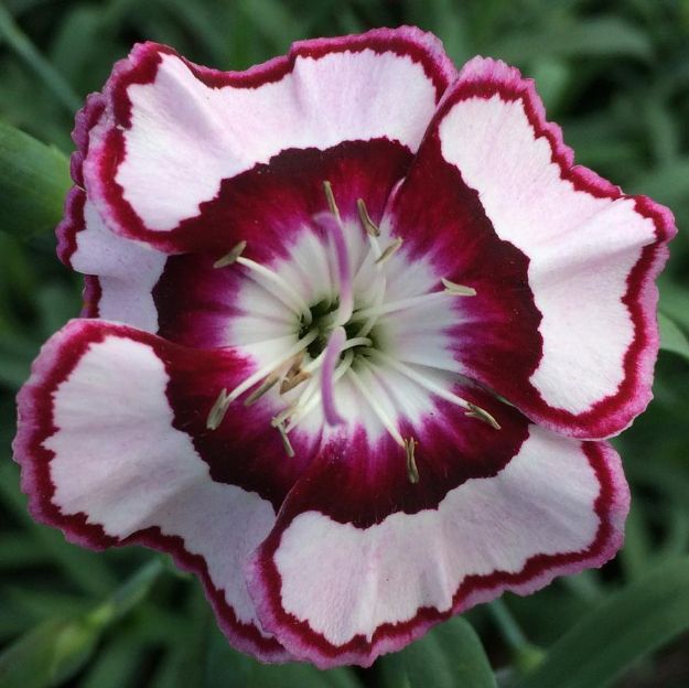 Picture of Dianthus 'Raspberry Swirl' PP14377 #4Q