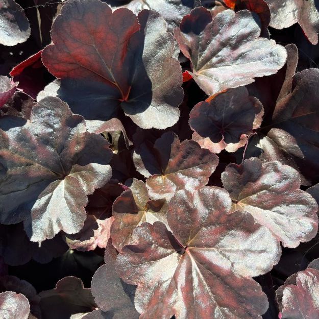 Picture of Heuchera 'Obsidian' PP14836 #4Q
