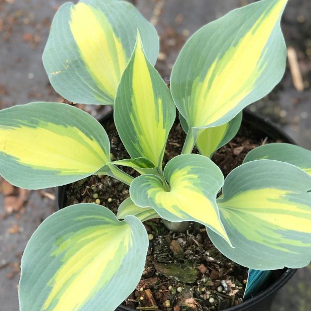 Picture of Hosta 'Touch of Class' #4Q