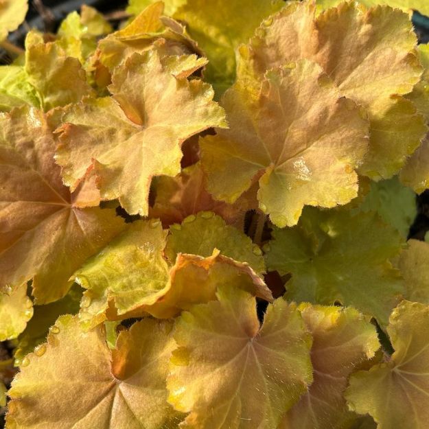 Picture of Heuchera 'Caramel' PP16560 #4Q