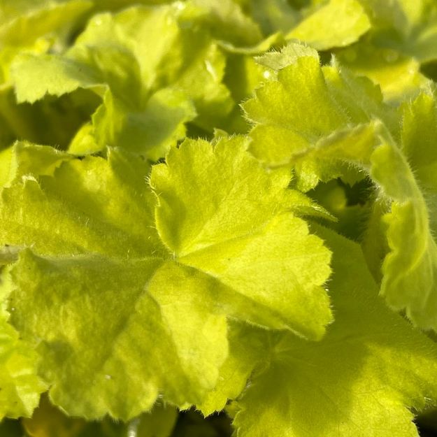 Picture of Heuchera villosa 'Citronelle' PP17934 #4Q