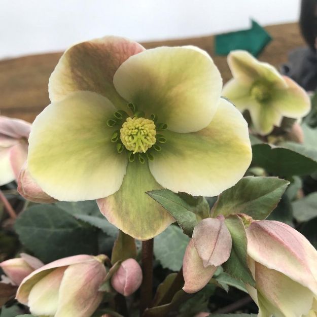 Picture of Helleborus Ivory Prince PP16199 #4Q