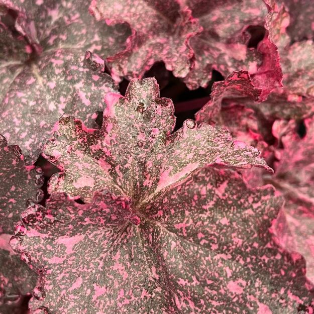 Picture of Heuchera 'Midnight Rose' PP18551 #4Q