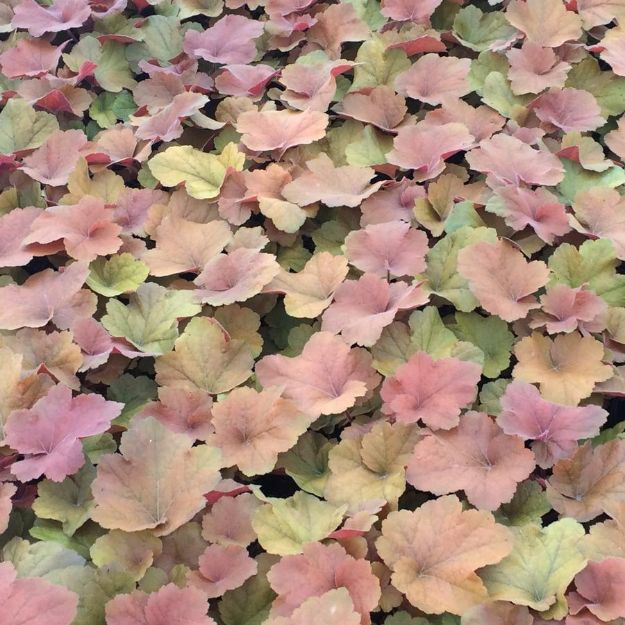 Picture of Heuchera 'Southern Comfort' PP20364 #4Q