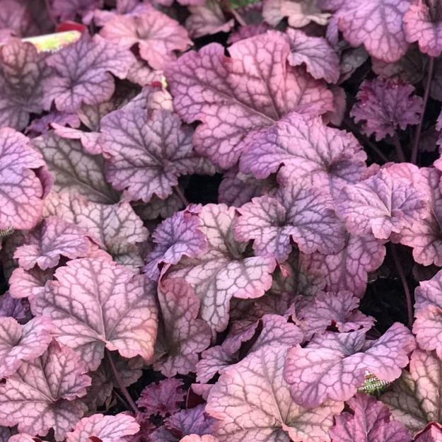 Picture of Heuchera 'Berry Smoothie' PP21871 #4Q