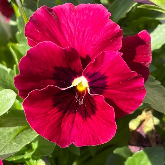 Picture of Viola Penny Red w/Blotch 6 inch