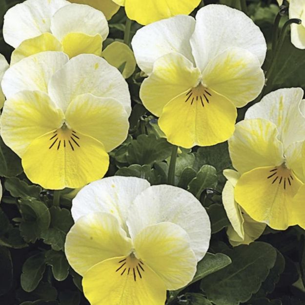 Picture of Viola Penny Yellow 6 inch