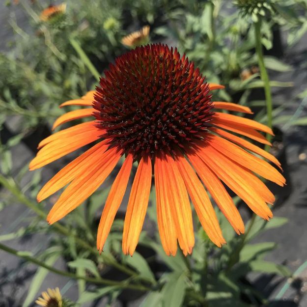 Picture of Echinacea 'Flamethrower' PP21932 #4Q