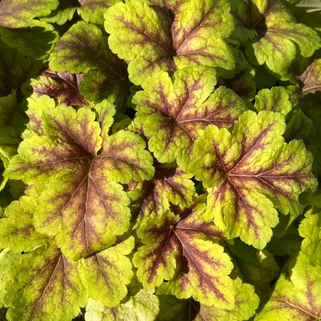 Picture of Heucherella 'Gold Zebra' PP22104 #4Q