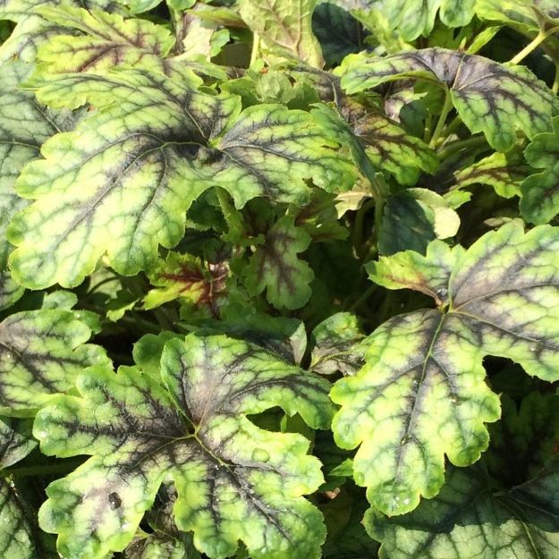 Picture of Heucherella 'Tapestry' PP21150 #4Q