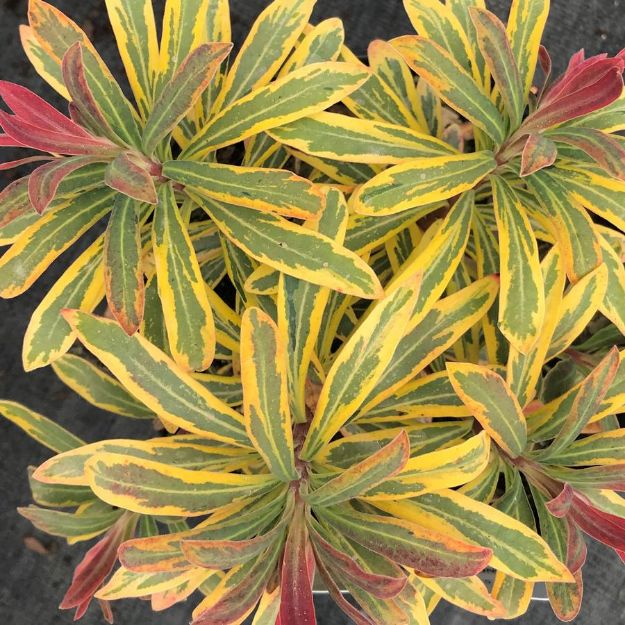 Picture of Euphorbia x martinii 'Ascot Rainbow' PP21401 #4Q