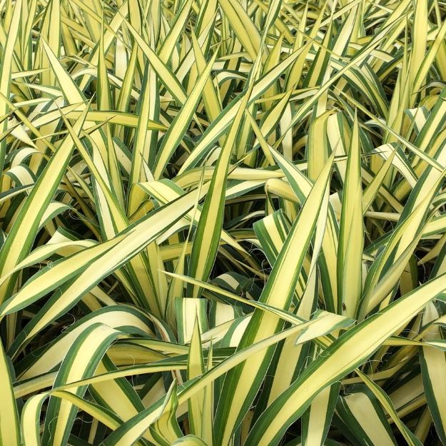Picture of Yucca filimentosa 'Color Guard' #4Q