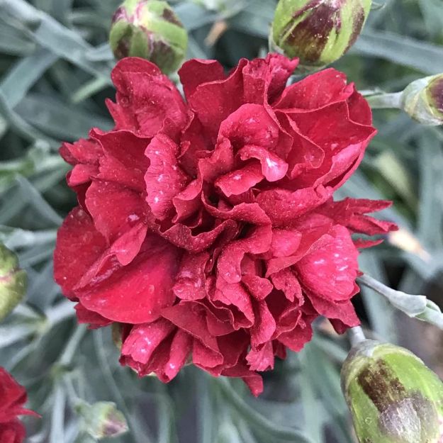 Picture of Dianthus Scent First® Passion PP20440 #4Q
