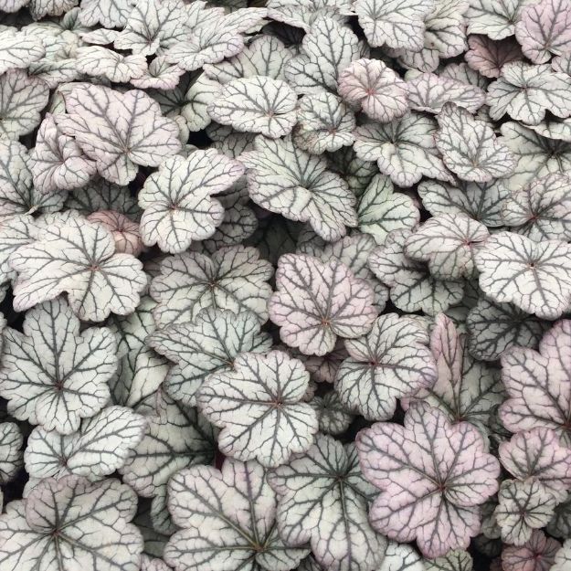 Picture of Heuchera 'Sugar Plum' PP21857 #4Q
