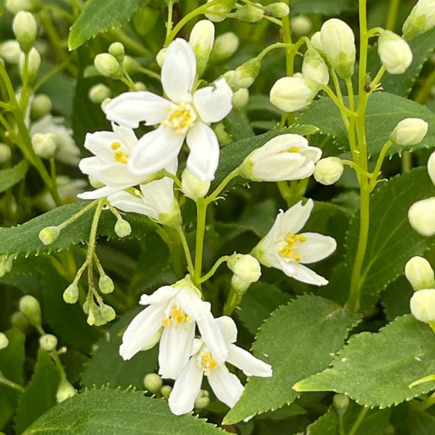 Picture of Deutzia gracilis 'Nikko' #3