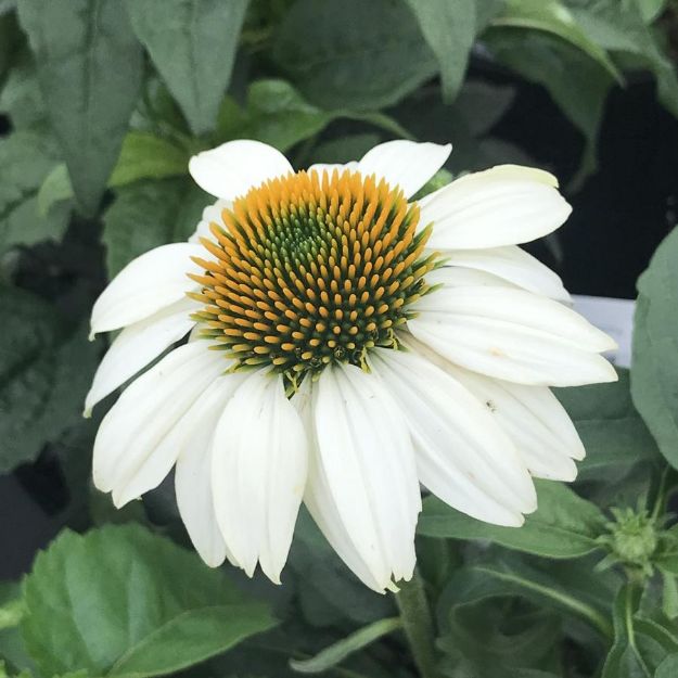 Picture of Echinacea purpurea 'PowWow White' PPAF #4Q