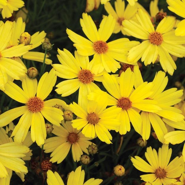 Picture of Coreopsis 'Citrine' PP22478 #4Q