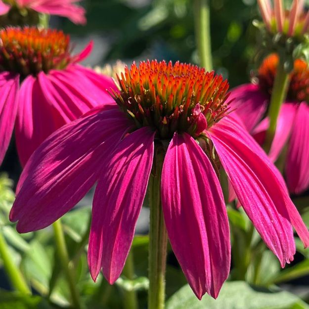Picture of Echinacea purpurea 'PowWow Wild Berry PPAF #4Q