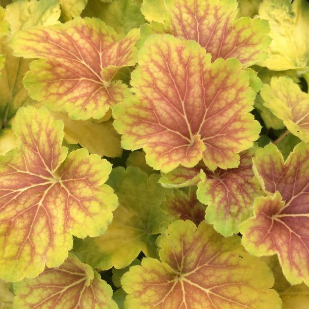 Picture of Heuchera 'Delta Dawn' PP23545 #4Q
