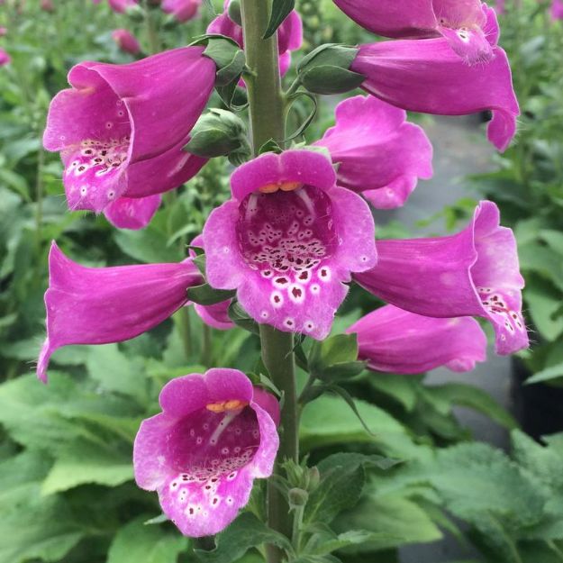 Picture of Digitalis purpurea 'Dalmatian Purple' #4Q