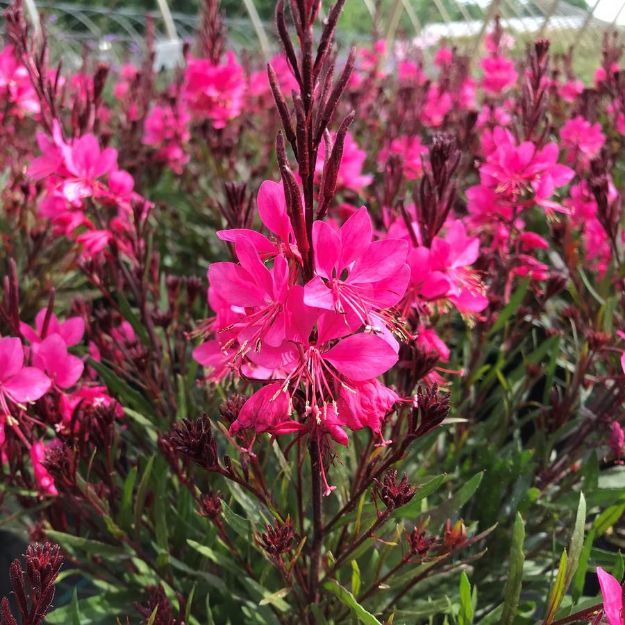 Picture of Gaura Belleza® Dark Pink #4Q