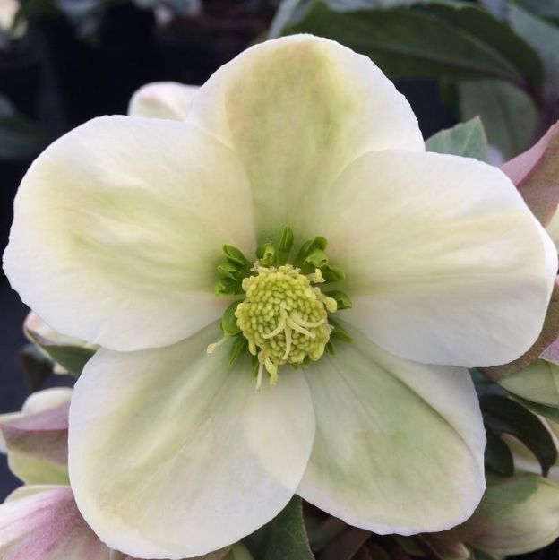 Picture of Helleborus 'Champion' PPAF #4Q