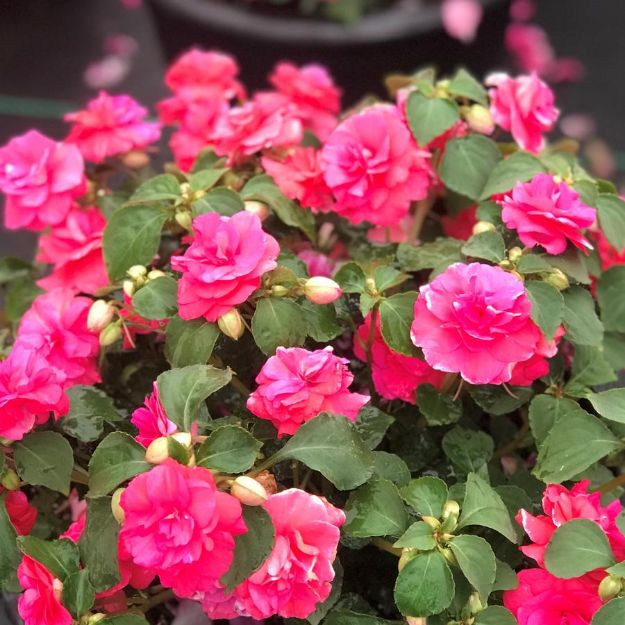 Picture of Impatiens Rockapulco® Coral Reef PP22992 10 Inch