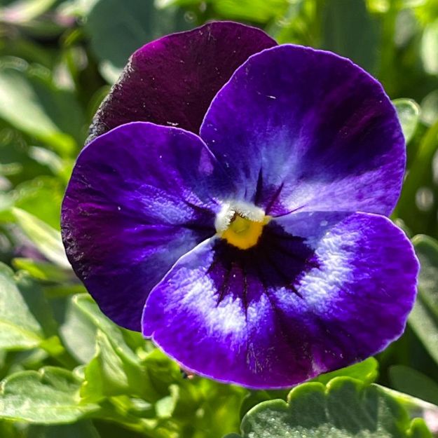Picture of Viola Penny Denim Jump-Up 6 inch
