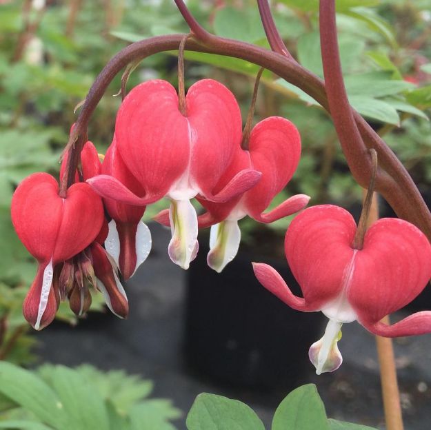 Picture of Dicentra spectabilis Valentine® PP22739 #4Q
