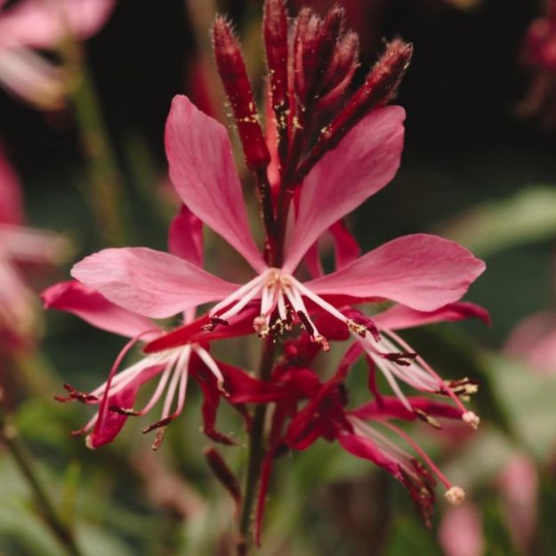 Picture of Gaura lindheimeri 'Ballerina Rose' PP14635 #4Q