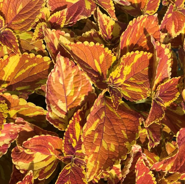 Picture of Coleus 'Freckles' 4.5" (10/flat)