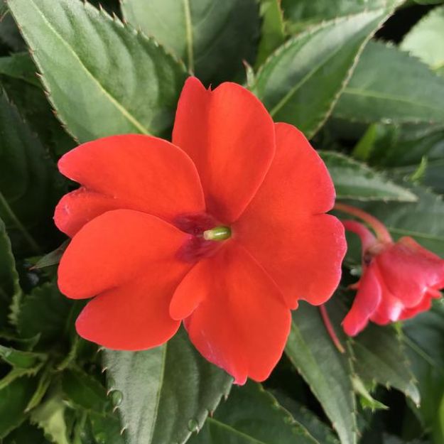 Picture of Impatiens SunPatiens® Compact Electric Orange PP24675 4.5" (10/flat)