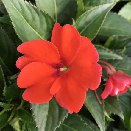 Show details for Impatiens SunPatiens® Compact Electric Orange PP24675 6 inch Picture of Impatiens SunPatiens® Compact Electric Orange PP24675 6 inch