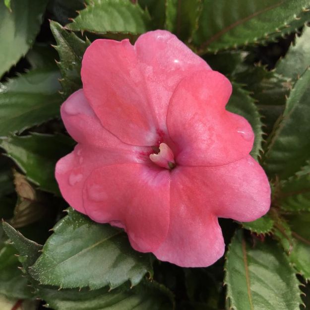 Picture of Impatiens SunPatiens® Compact Coral Pink PP19622 6 inch