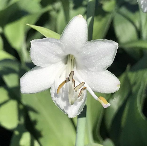 Picture of Hosta 'Blue Angel' #4Q