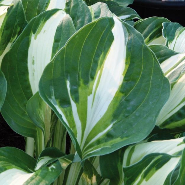 Picture of Hosta 'Vulcan' #4Q