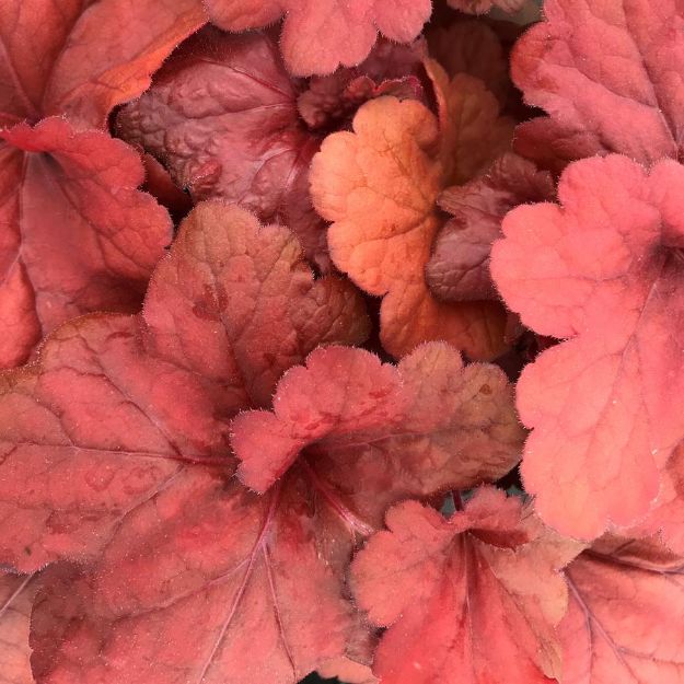 Picture of Heuchera 'Fire Alarm' PP24525 #4Q