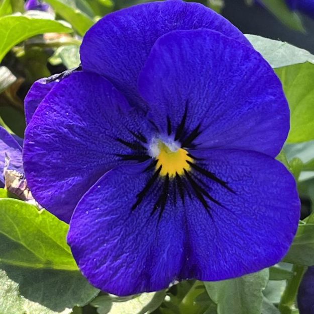 Picture of Viola Penny Deep Blue 6 inch