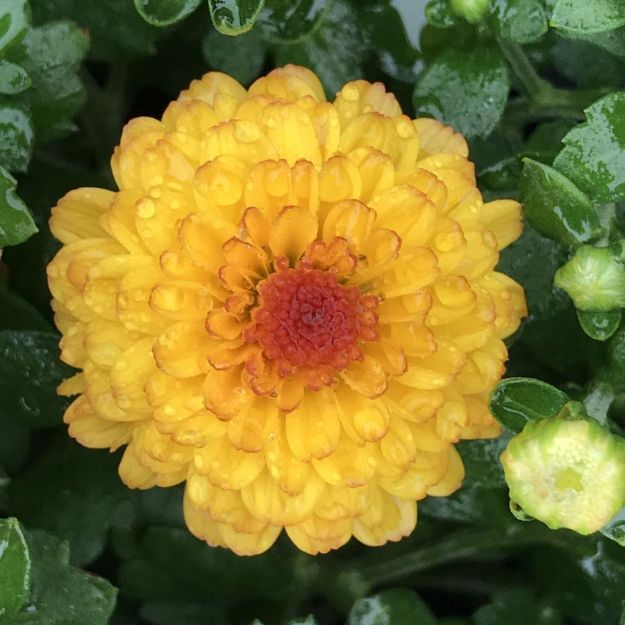 Picture of Chrysanthemum Gigi Gold 6 inch