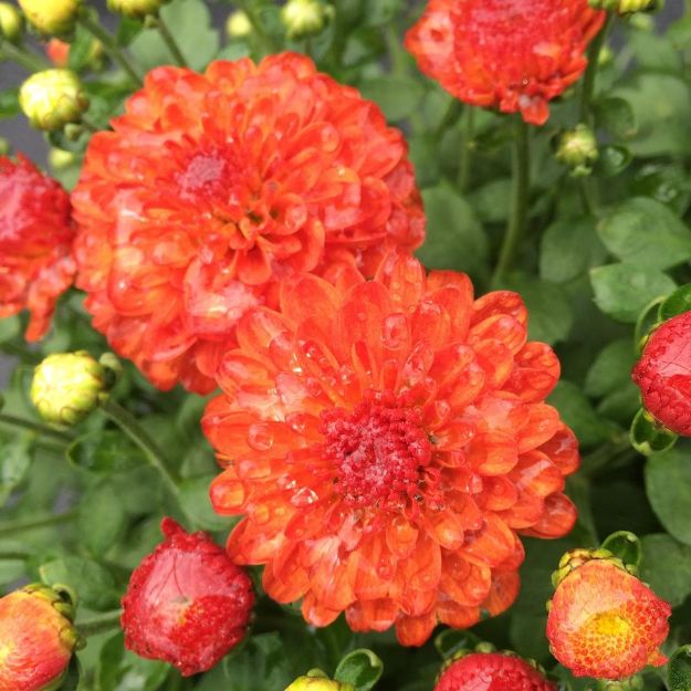 Picture of Chrysanthemum Gigi Orange 6 inch