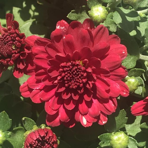 Picture of Chrysanthemum Danielle Red 6 inch