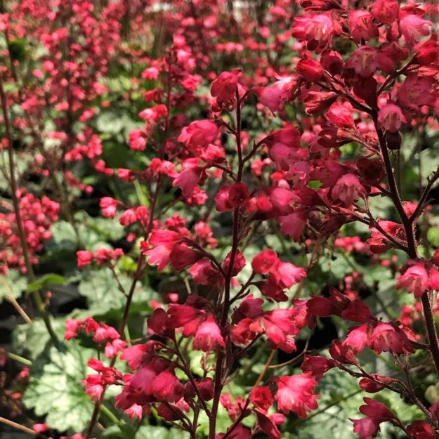 Picture of Heuchera 'Paris' PP18881 #4Q