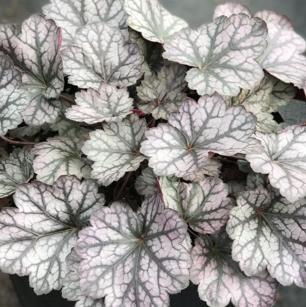 Picture of Heuchera 'Glitter' PP25019 #4Q