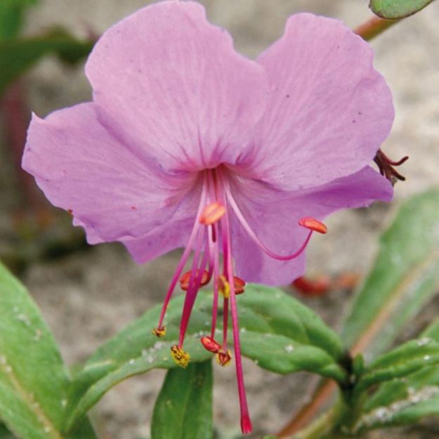 Picture of Geranium x cantabrigiense 'Karmina' #4Q